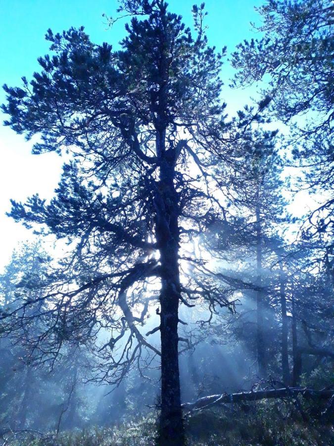 Kelokallas 2 Ruka Bagian luar foto